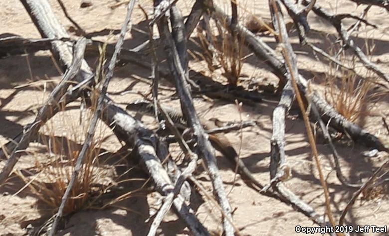 Great Basin Whiptail (Aspidoscelis tigris tigris)