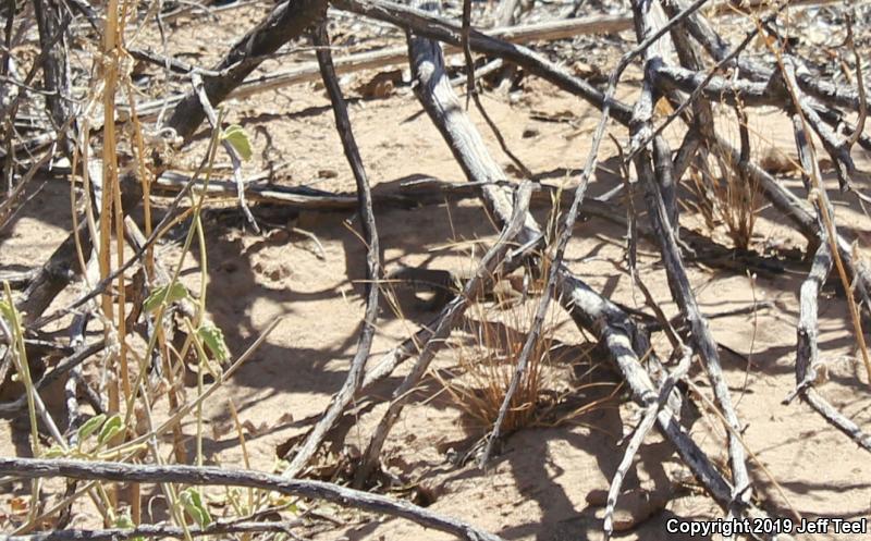 Great Basin Whiptail (Aspidoscelis tigris tigris)