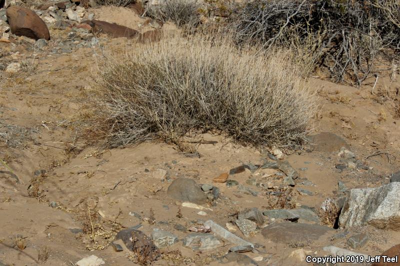 Great Basin Whiptail (Aspidoscelis tigris tigris)