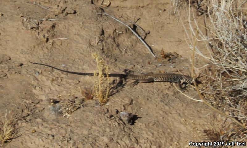 Great Basin Whiptail (Aspidoscelis tigris tigris)