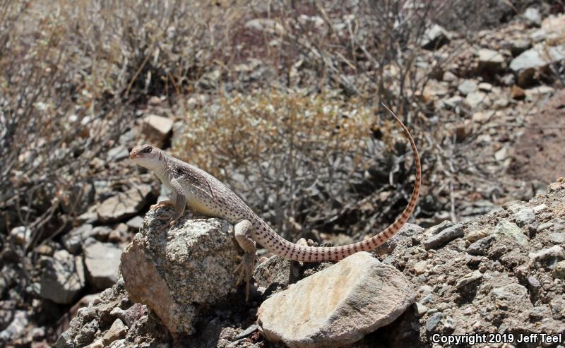 Desert Iguana (Dipsosaurus dorsalis)