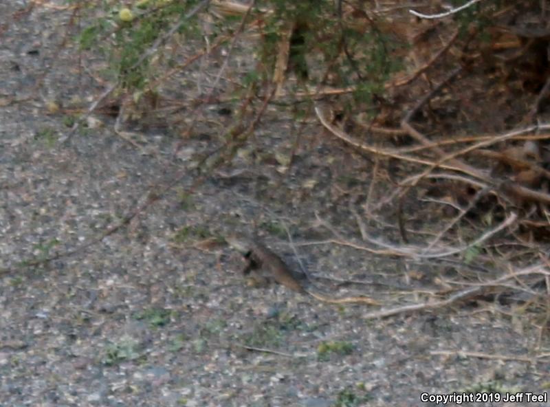 Purple-backed Spiny Lizard (Sceloporus magister magister)