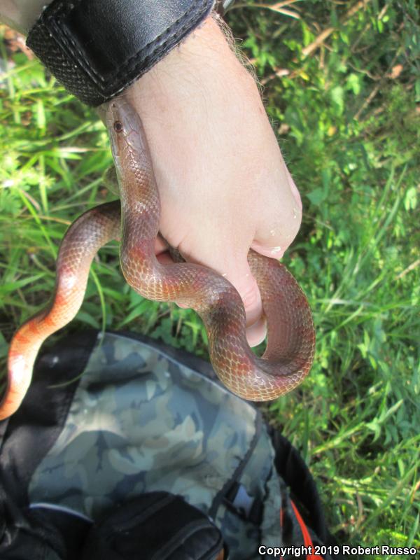 Mole Kingsnake (Lampropeltis calligaster rhombomaculata)