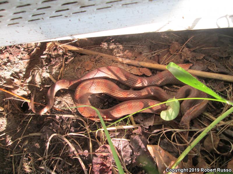 Mole Kingsnake (Lampropeltis calligaster rhombomaculata)