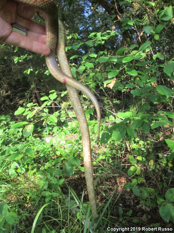 Mole Kingsnake (Lampropeltis calligaster rhombomaculata)