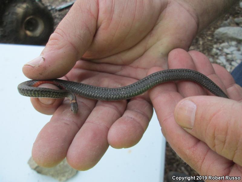 Red-bellied Snake (Storeria occipitomaculata)