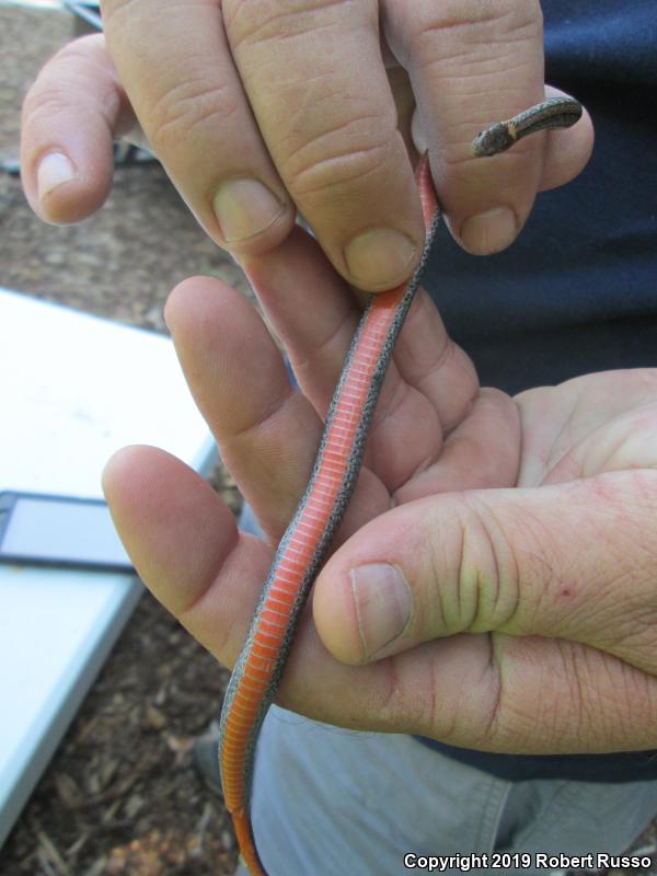 Red-bellied Snake (Storeria occipitomaculata)