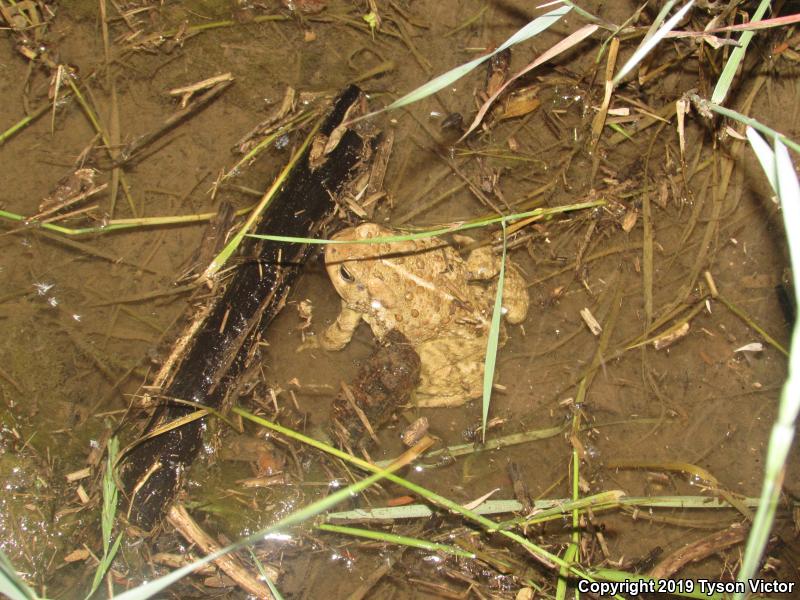 Woodhouse's Toad (Anaxyrus woodhousii woodhousii)