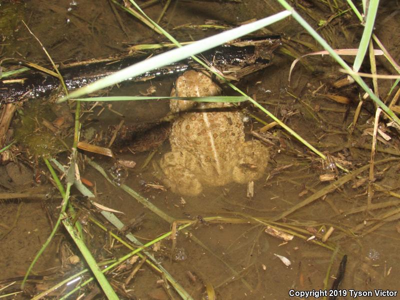 Woodhouse's Toad (Anaxyrus woodhousii woodhousii)