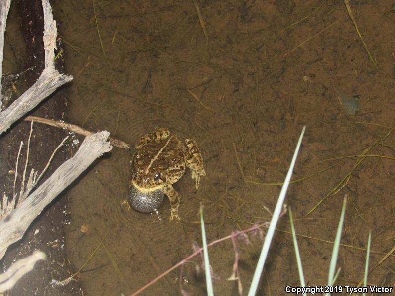 Woodhouse's Toad (Anaxyrus woodhousii woodhousii)