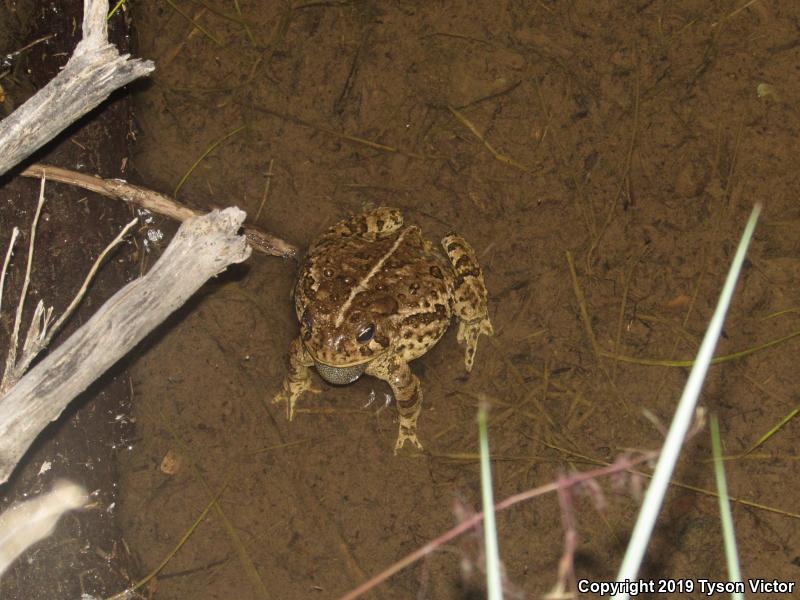 Woodhouse's Toad (Anaxyrus woodhousii woodhousii)