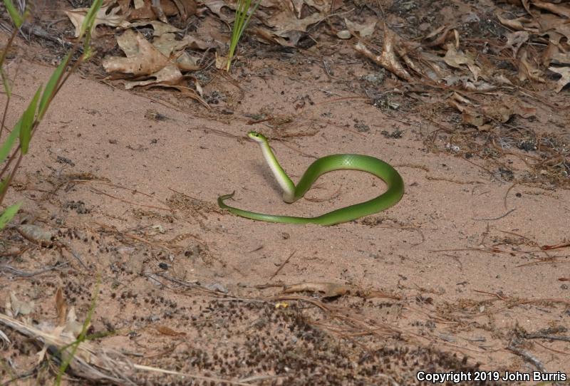 Smooth Greensnake (Opheodrys vernalis)