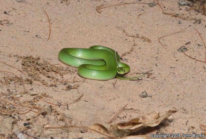 Smooth Greensnake (Opheodrys vernalis)