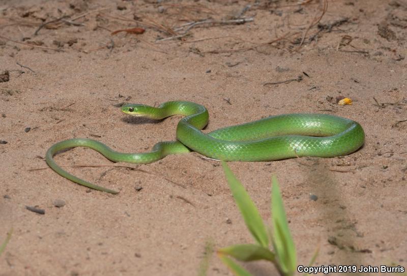 Smooth Greensnake (Opheodrys vernalis)