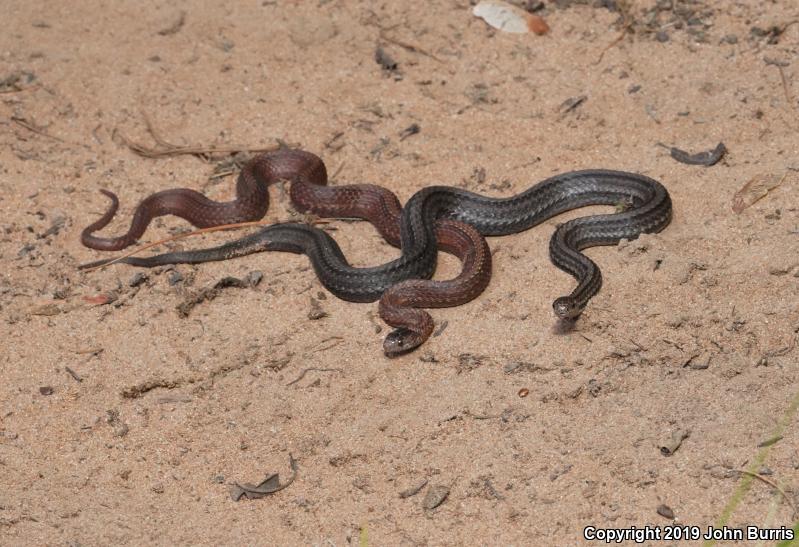 Northern Red-bellied Snake (Storeria occipitomaculata occipitomaculata)