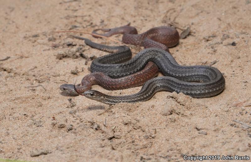 Northern Red-bellied Snake (Storeria occipitomaculata occipitomaculata)