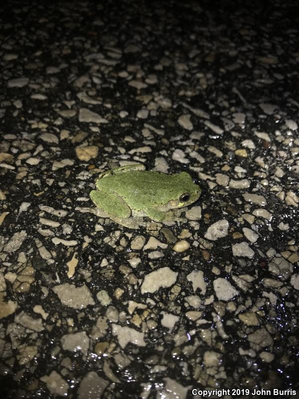 Cope's Gray Treefrog (Hyla chrysoscelis)