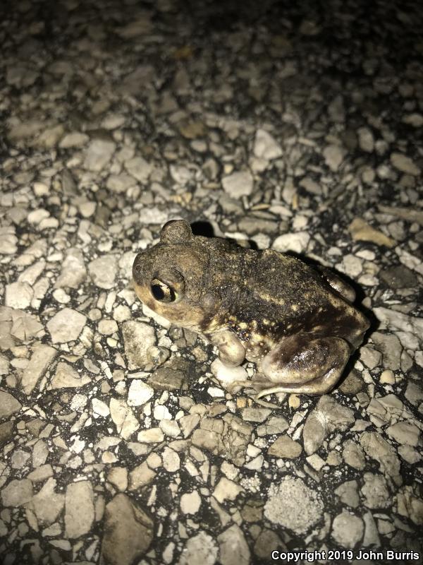 Eastern Spadefoot (Scaphiopus holbrookii)