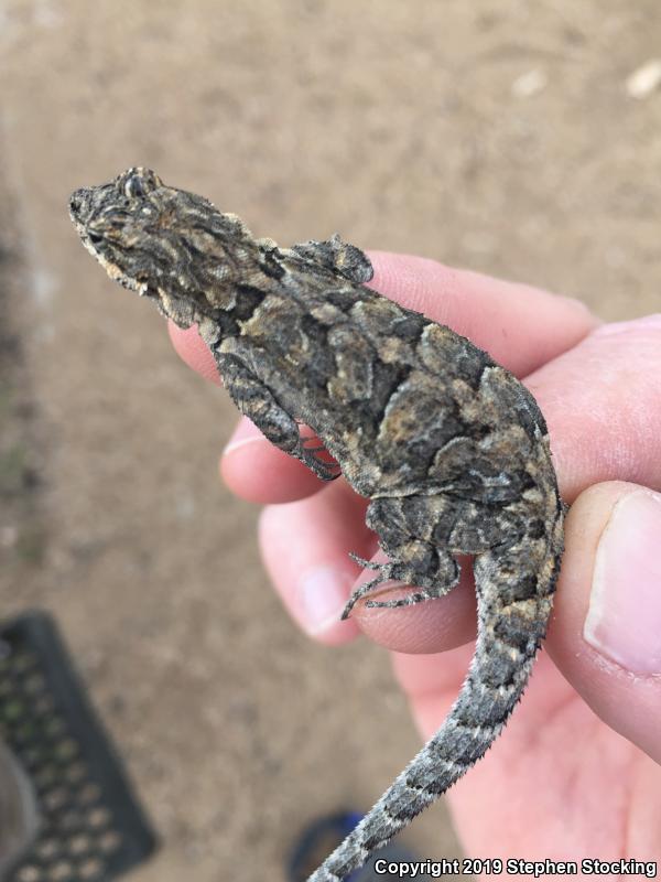 Colorado River Tree Lizard (Urosaurus ornatus symmetricus)