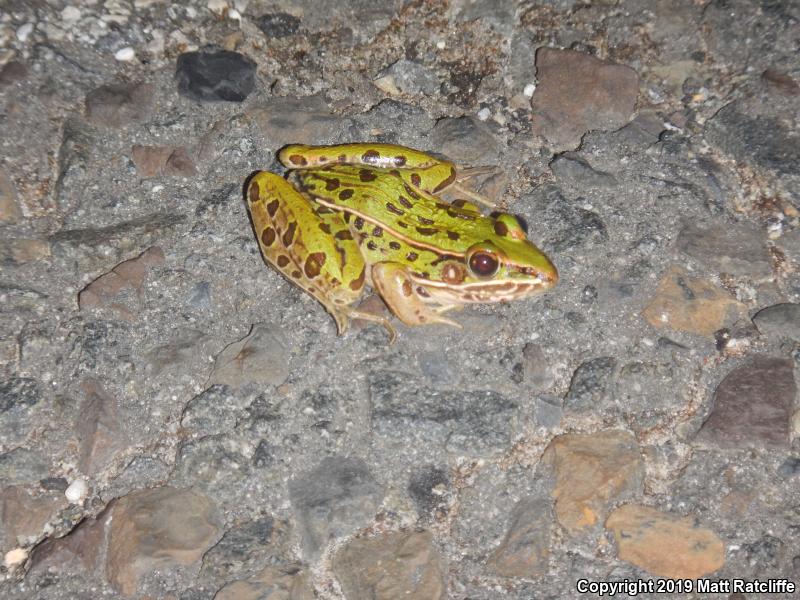 Southern Leopard Frog (Lithobates sphenocephalus utricularius)