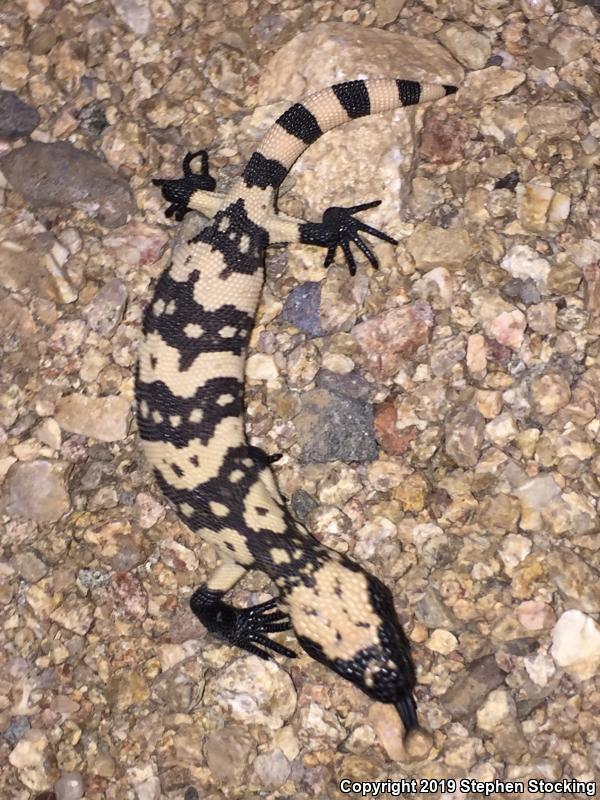 Banded Gila Monster (Heloderma suspectum cinctum)