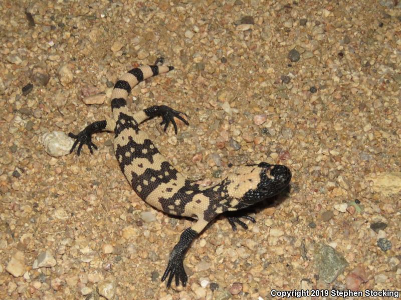 Banded Gila Monster (Heloderma suspectum cinctum)