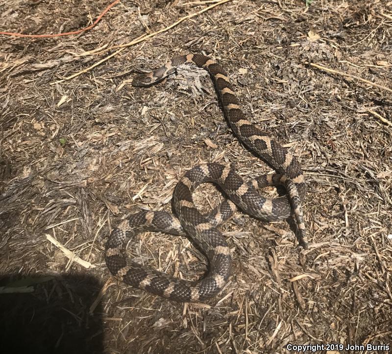 Eastern Milksnake (Lampropeltis triangulum triangulum)