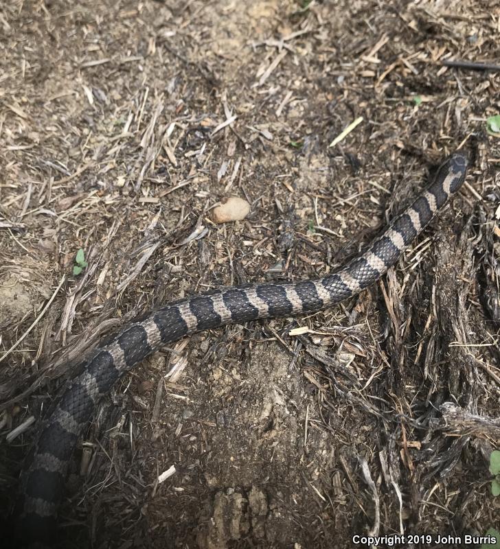 Eastern Milksnake (Lampropeltis triangulum triangulum)