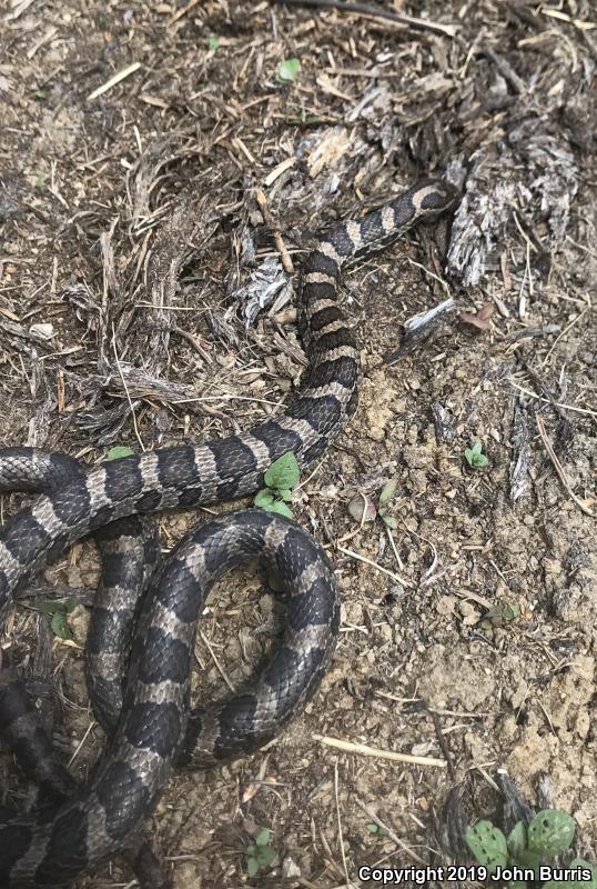 Eastern Milksnake (Lampropeltis triangulum triangulum)