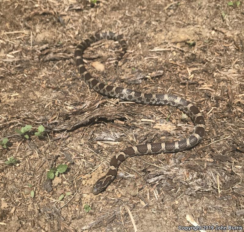 Eastern Milksnake (Lampropeltis triangulum triangulum)