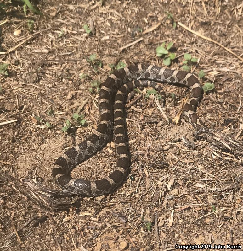 Eastern Milksnake (Lampropeltis triangulum triangulum)