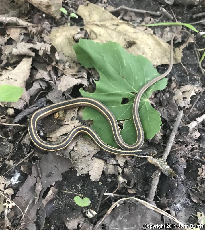 Northern Ribbonsnake (Thamnophis sauritus septentrionalis)