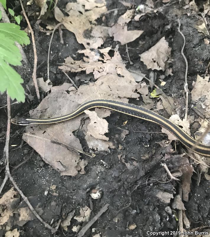 Northern Ribbonsnake (Thamnophis sauritus septentrionalis)