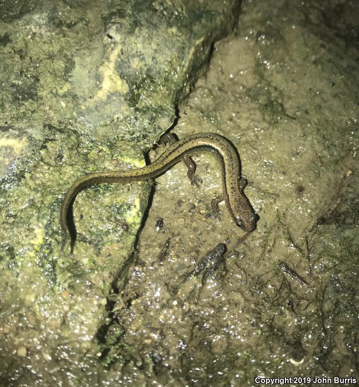 Southern Two-lined Salamander (Eurycea cirrigera)