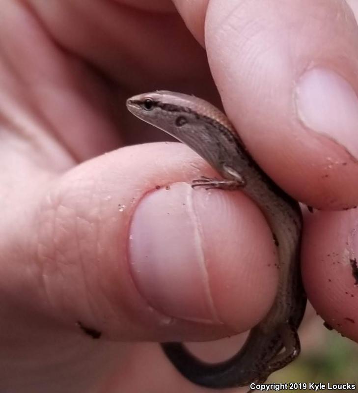 Little Brown Skink (Scincella lateralis)