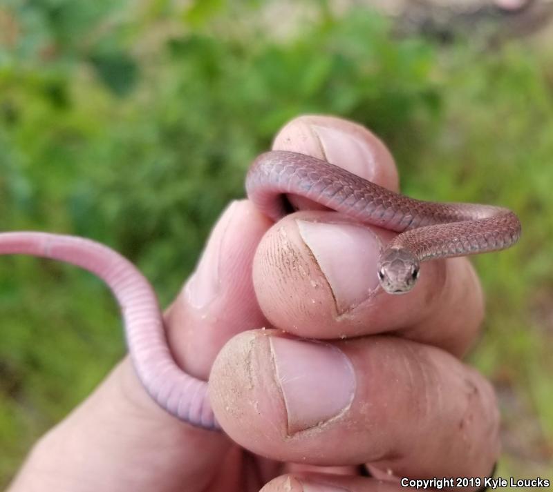 Northern Red-bellied Snake (Storeria occipitomaculata occipitomaculata)