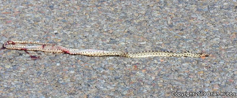 Pacific Gopher Snake (Pituophis catenifer catenifer)