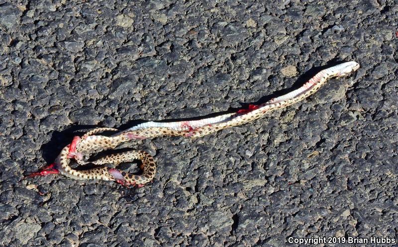 Pacific Gopher Snake (Pituophis catenifer catenifer)