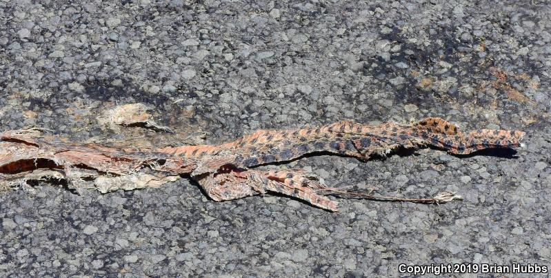 Pacific Gopher Snake (Pituophis catenifer catenifer)