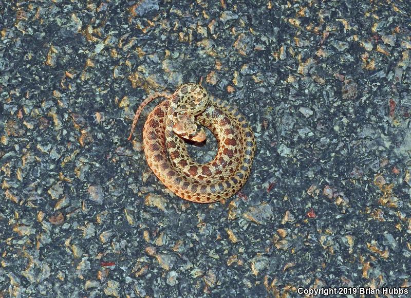 Pacific Gopher Snake (Pituophis catenifer catenifer)