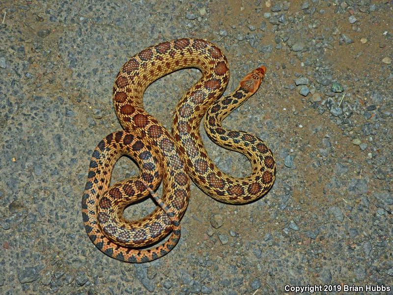 Pacific Gopher Snake (Pituophis catenifer catenifer)