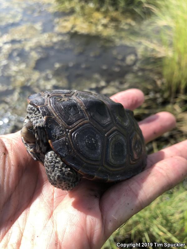 Northern Diamond-backed Terrapin (Malaclemys terrapin terrapin)