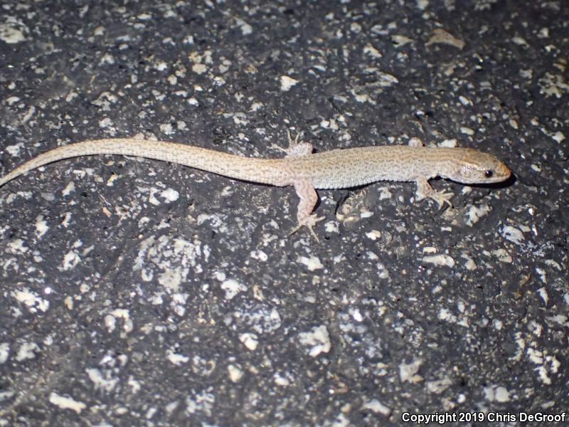 Desert Night Lizard (Xantusia vigilis)