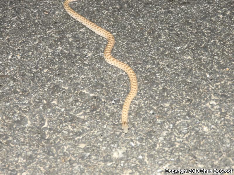 Desert Nightsnake (Hypsiglena chlorophaea)