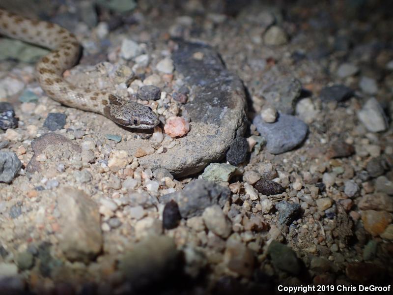 Desert Nightsnake (Hypsiglena chlorophaea)