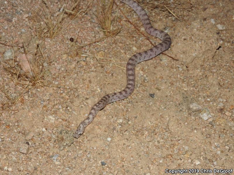 Spotted Leaf-nosed Snake (Phyllorhynchus decurtatus)