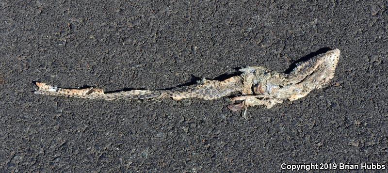 Pacific Gopher Snake (Pituophis catenifer catenifer)