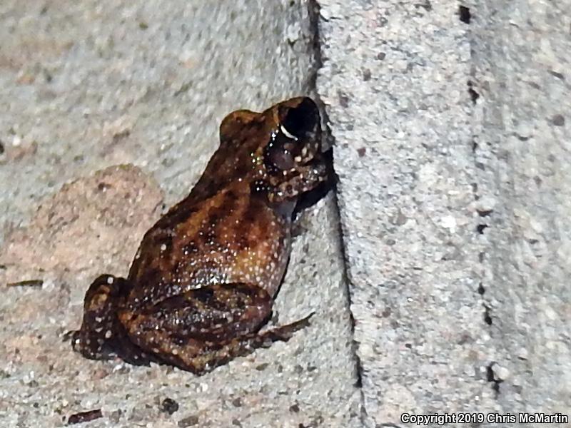 Rio Grande Chirping Frog (Eleutherodactylus cystignathoides campi)