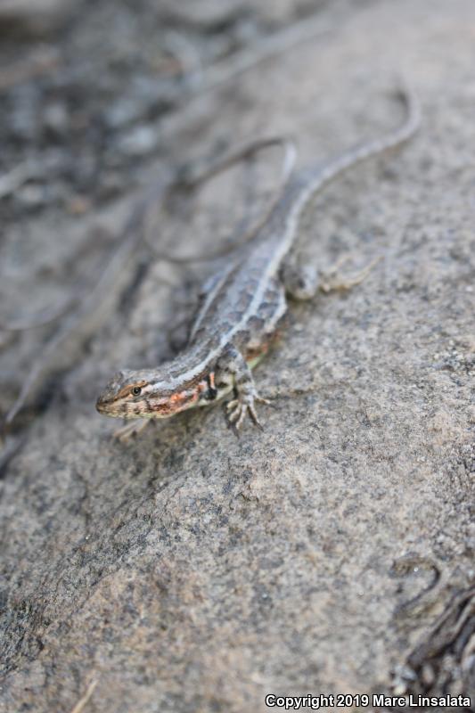 Western Sagebrush Lizard (Sceloporus graciosus gracilis)