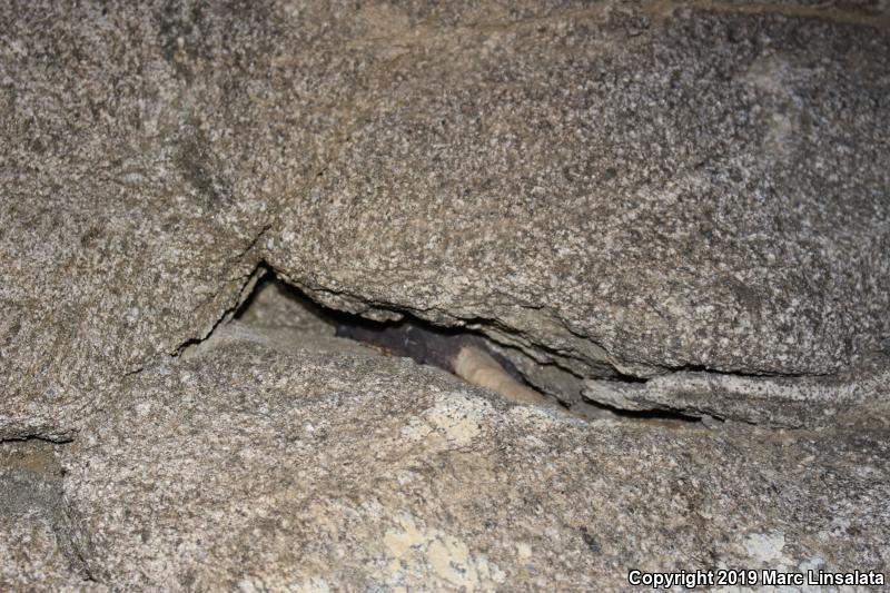 Common Chuckwalla (Sauromalus ater)